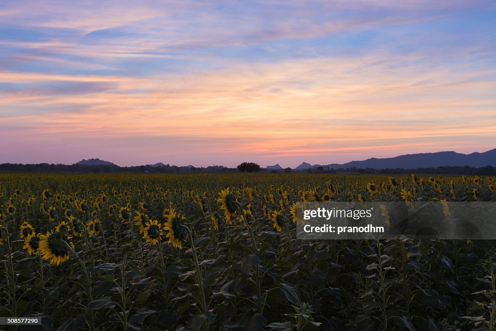 After sunset of Sunflowers field