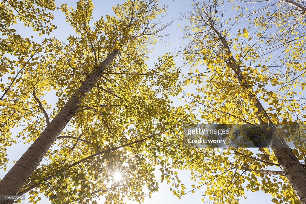 Paisaje de otoño