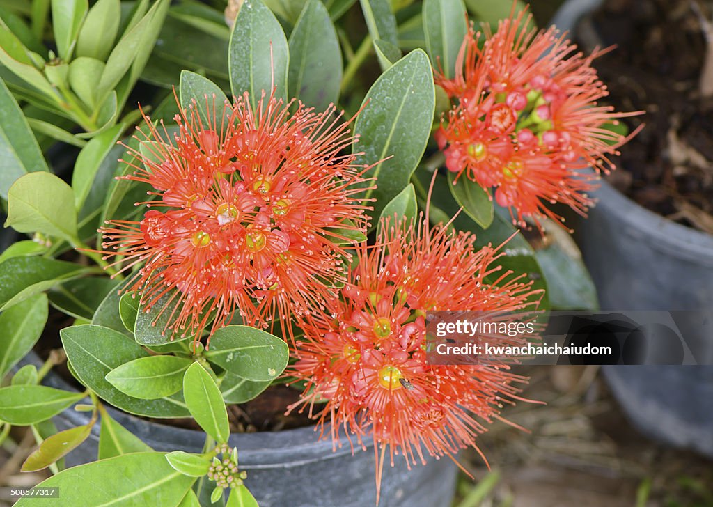 Rosso xanthostemon chrysanthus fiori