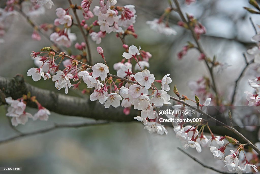 Kirschblüte und Sakura Blumen in Japan