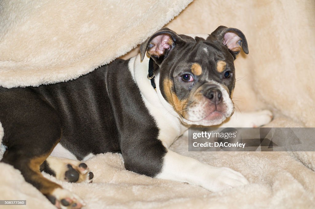 English Bulldog Puppy Laying Down