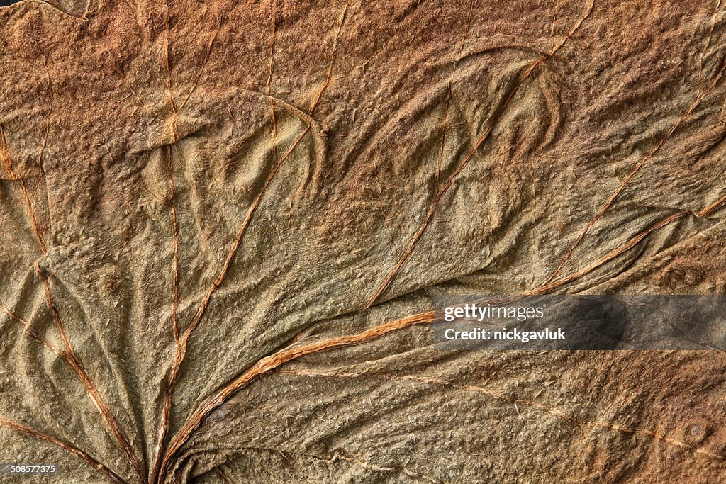 Texture of the old dry leaf