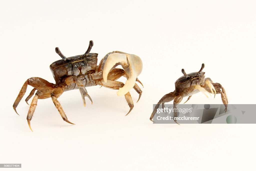 Male and female fiddler crabs turned aside