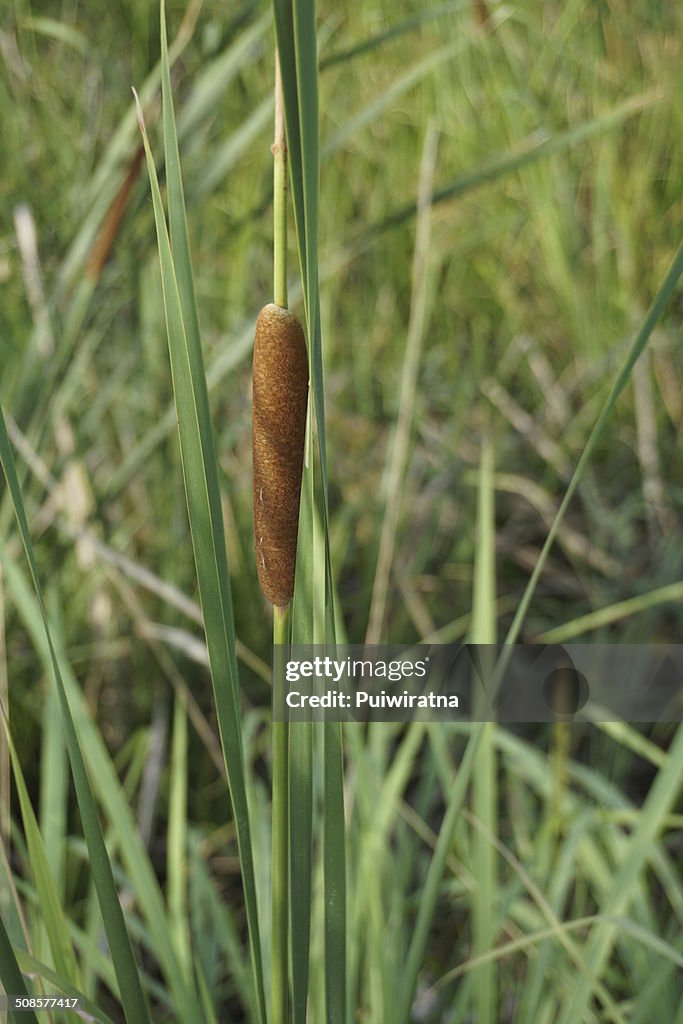 Lesser reedmace or cattail plant