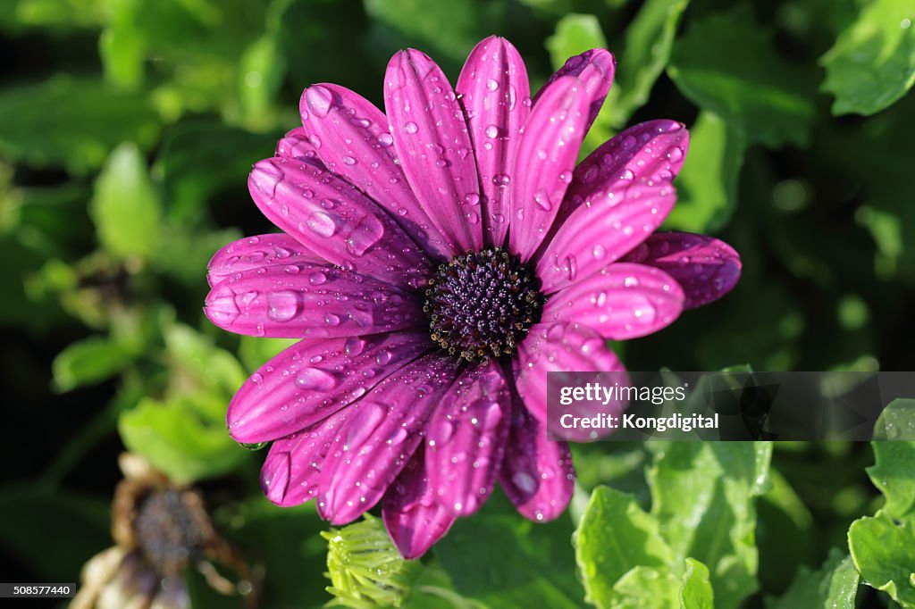 Purple flower