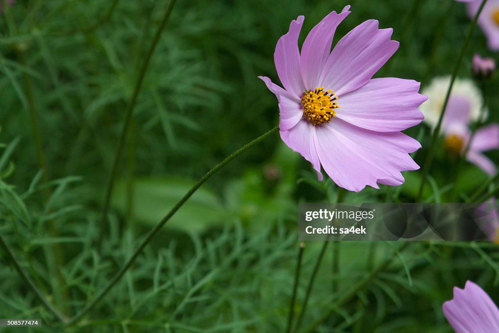 Beautiful lilac flower