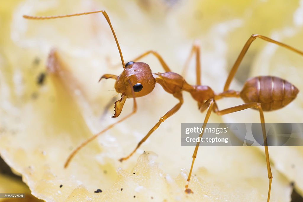 Red weaver ant