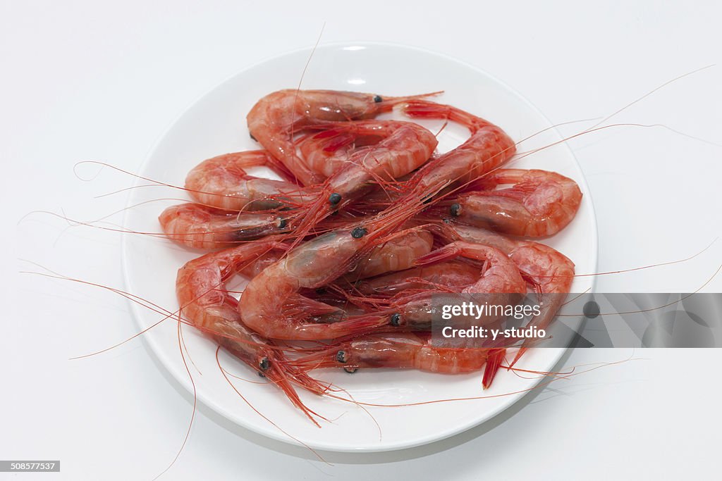 Northern shrimp