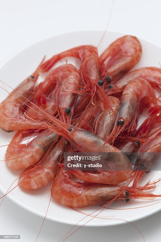 Northern shrimp