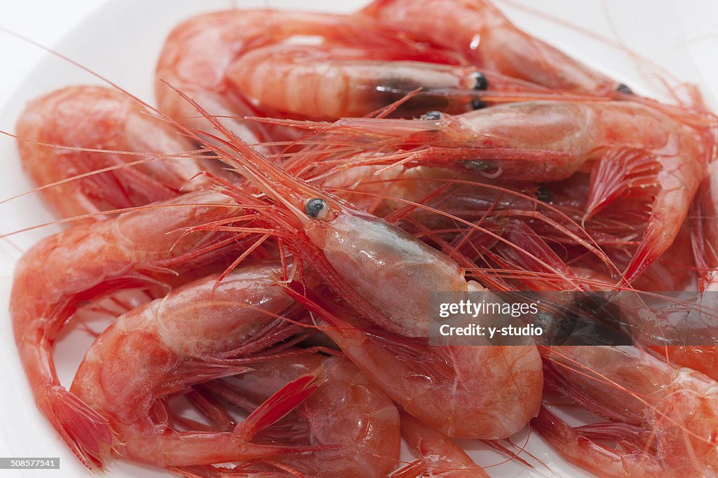 Northern shrimp