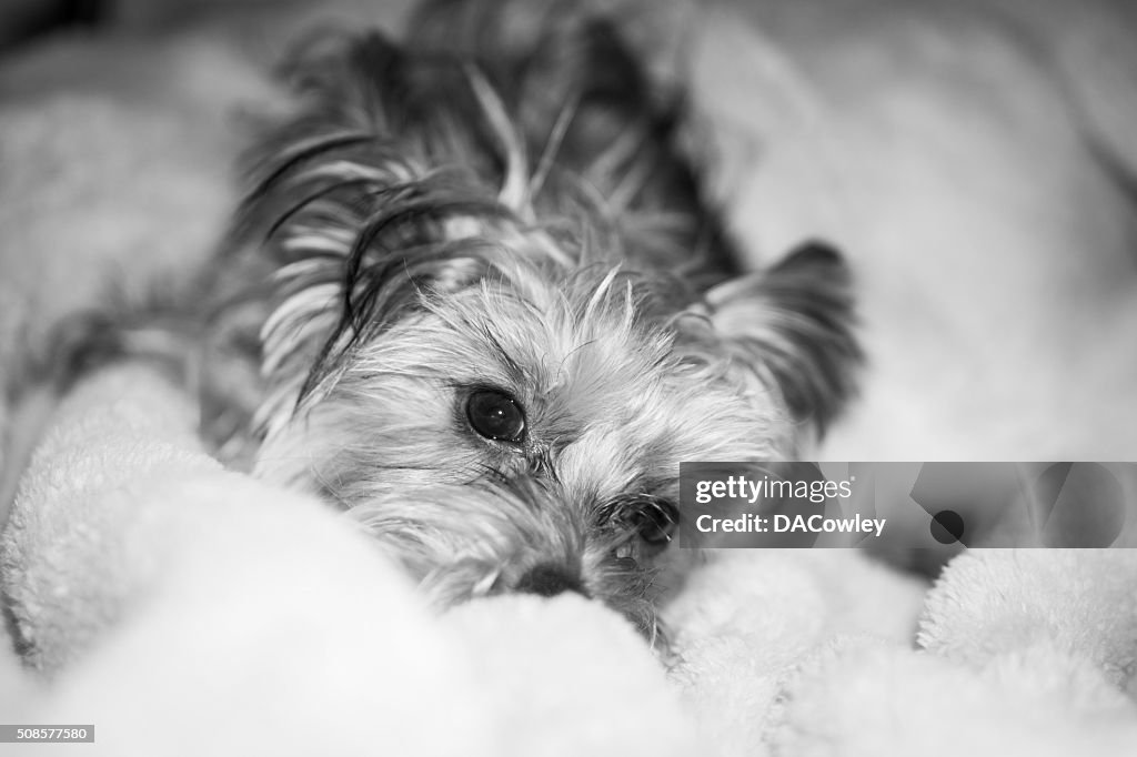 Yorkshire Terrier Puppy Portrait