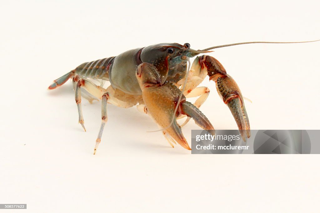 Cambarus ludovicianus crayfish