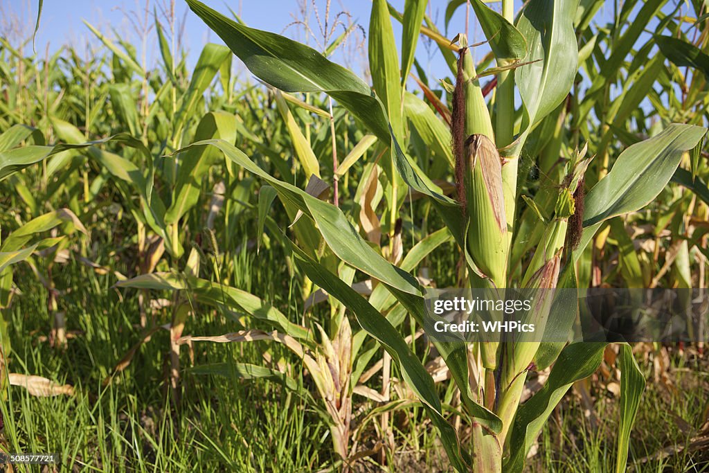 Ears of young corn in field