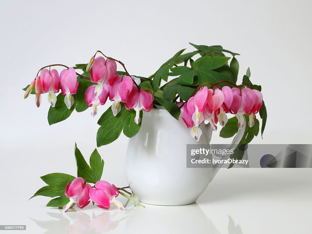 Bouquet of pink bleeding-heart flowers in vase. Floral still life.