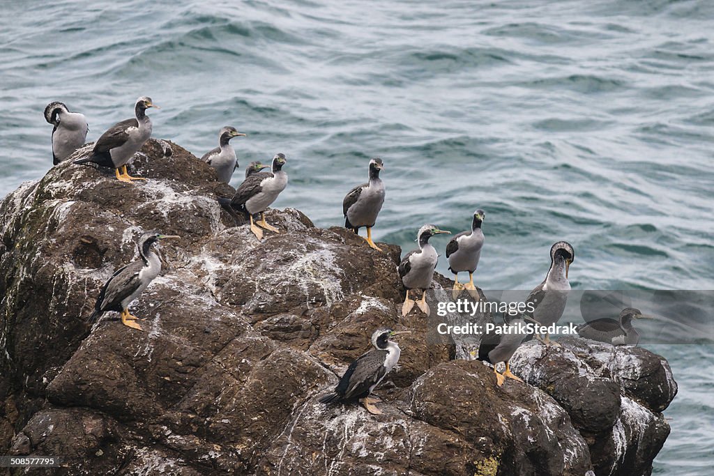 Spotted shags colony