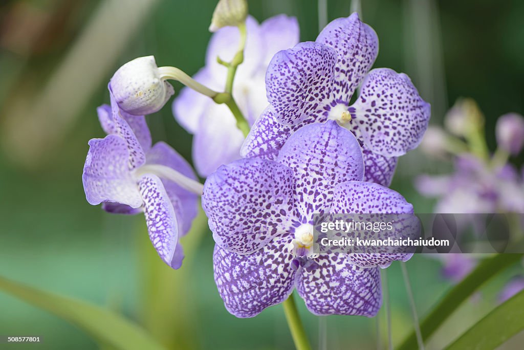 Orchid of blue vanda