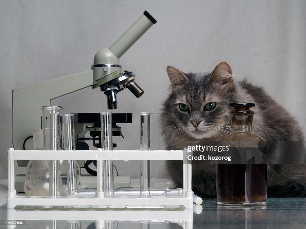 Cat in the chemical laboratory