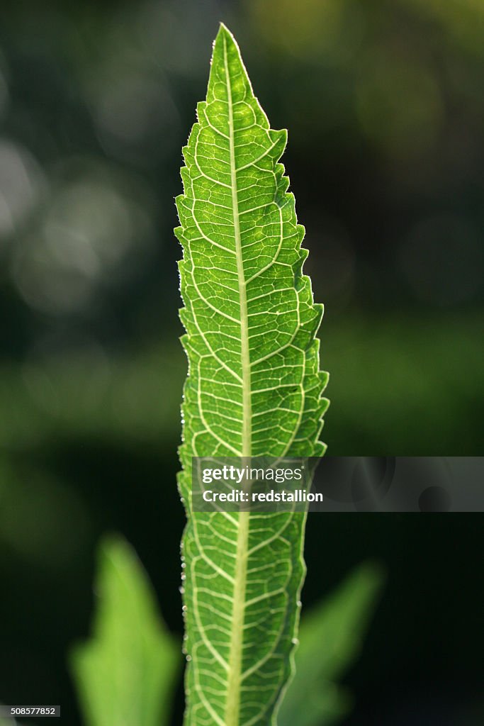 Green leaf veines