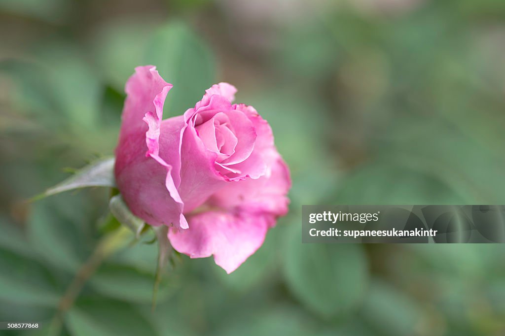 Pink rose on blurred background .