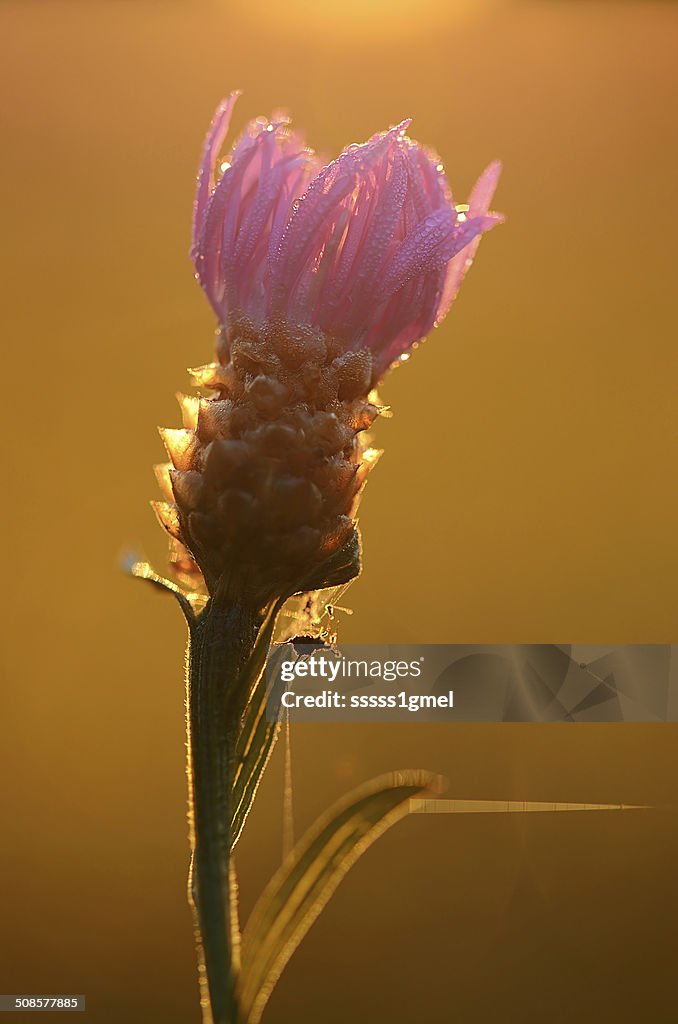 Closeup photo of a purple wildflower on the field