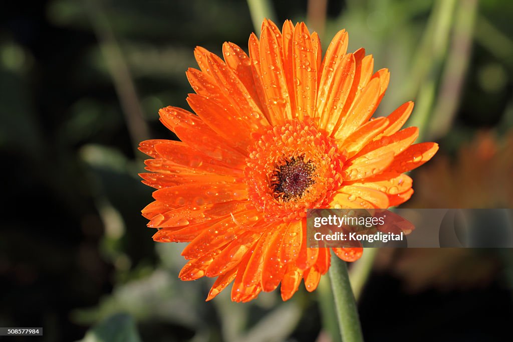 Oranges flower
