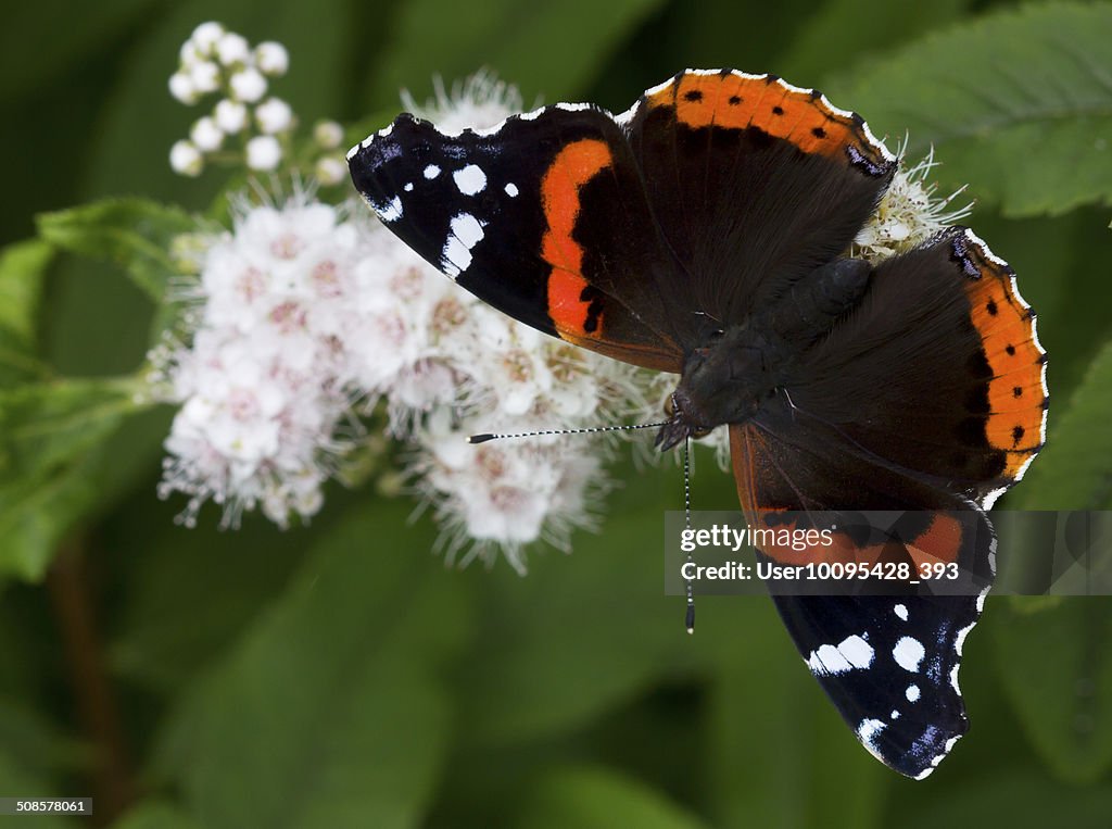 The Admiral butterfly (Vanessa atalanta)