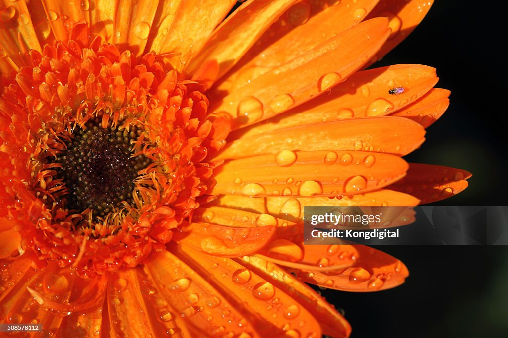 Oranges flower