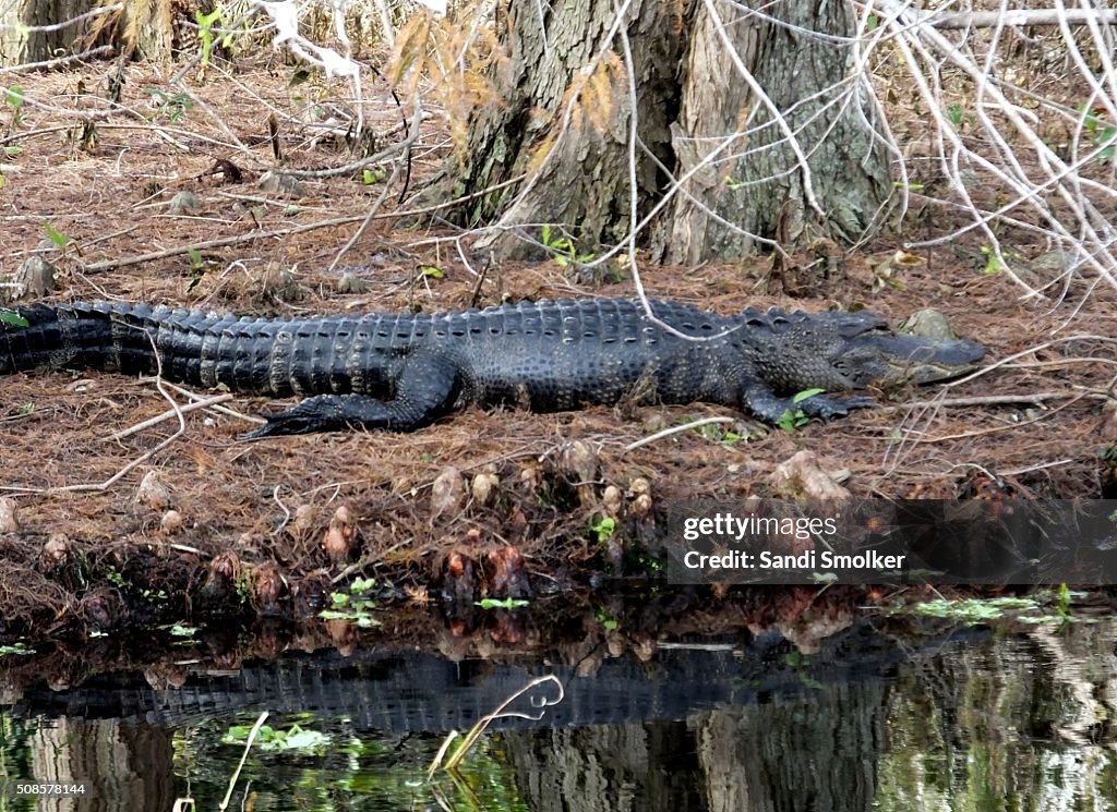 American Alligator (Alligator mississippiensis)