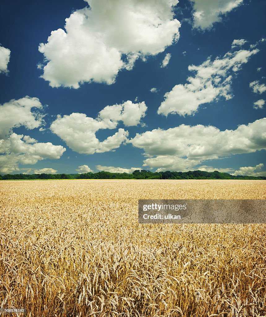 Gold wheat field and blue sky