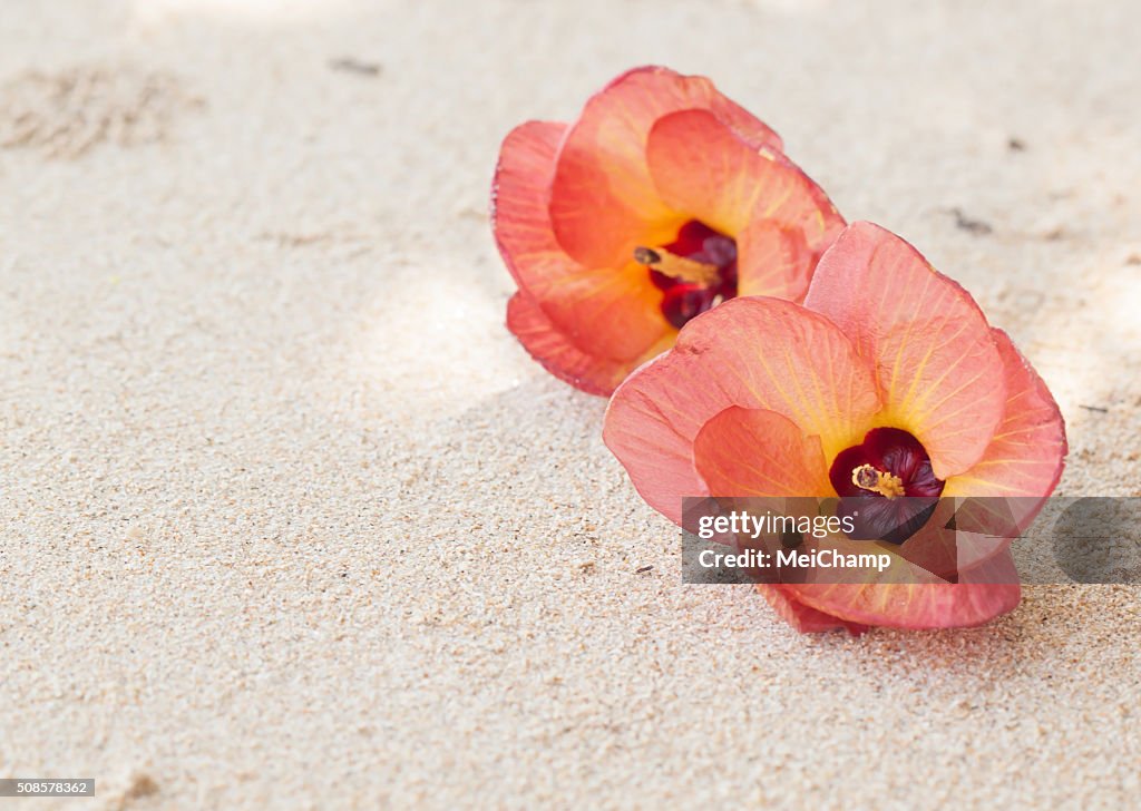 Fleurs sur la plage