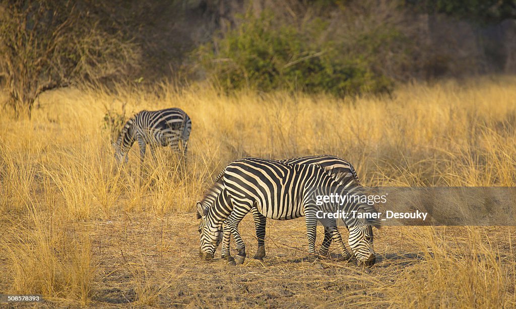 Herde von zebras