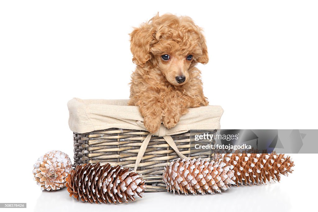Toy Poodle puppy in basket