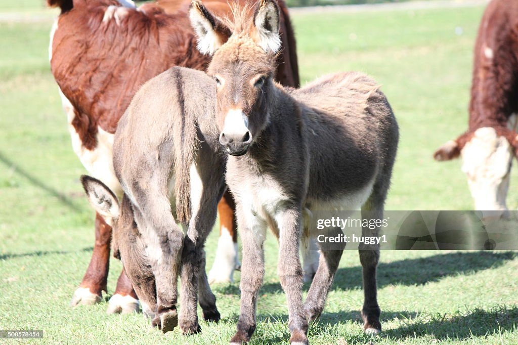 Donkey, Miniature