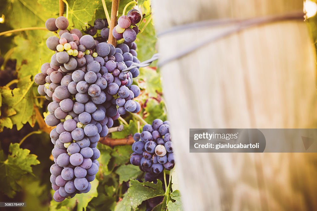 Red wine grapes growing in a vineyard