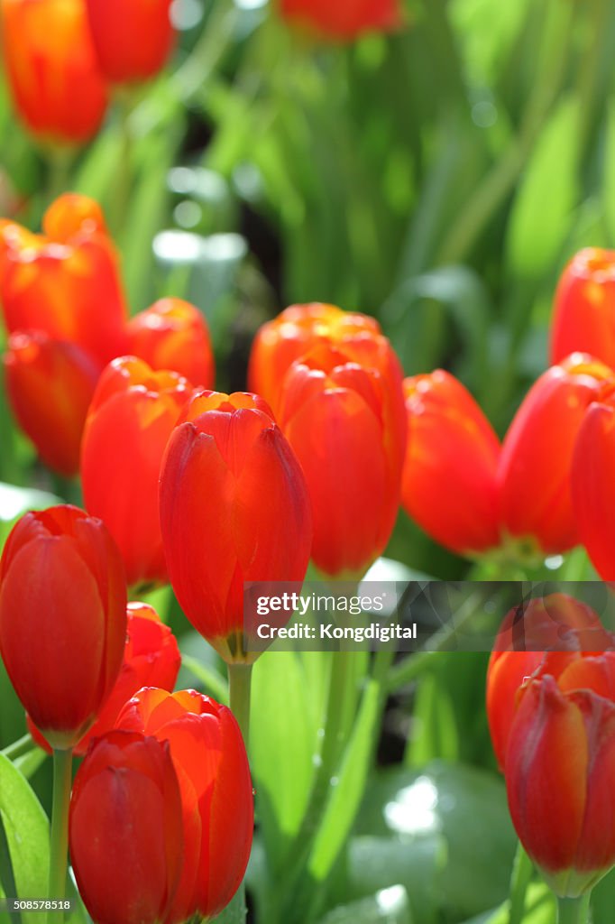 Red tulips