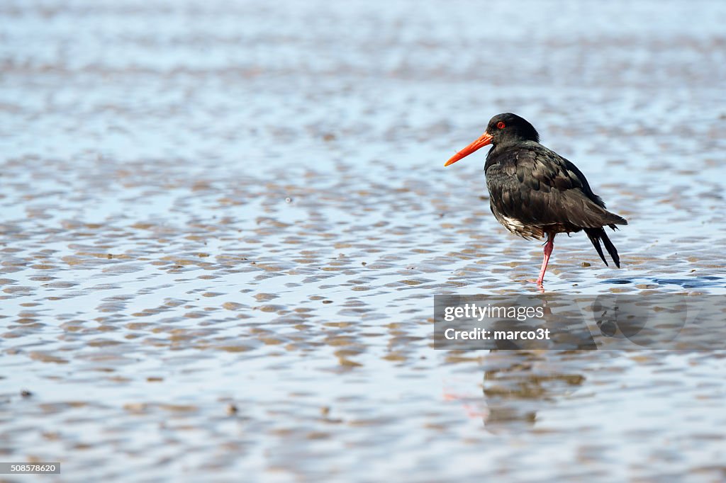 Oystercatcher