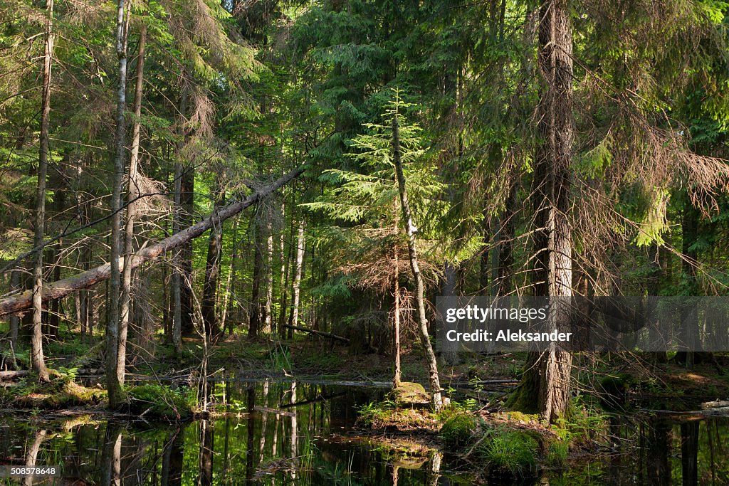 Natural suporte de Floresta de Bialowieza com Água Parada