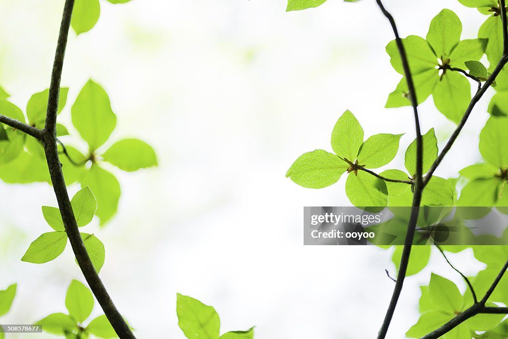 Green Leaves