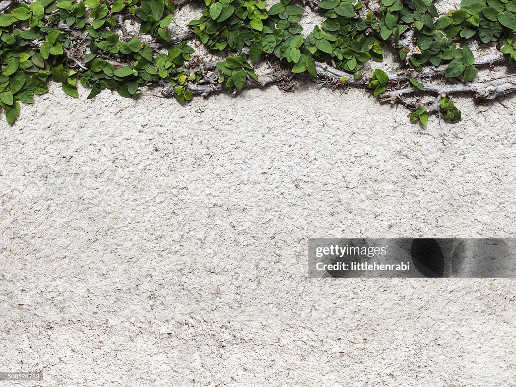 Concrete blank background with green leaves