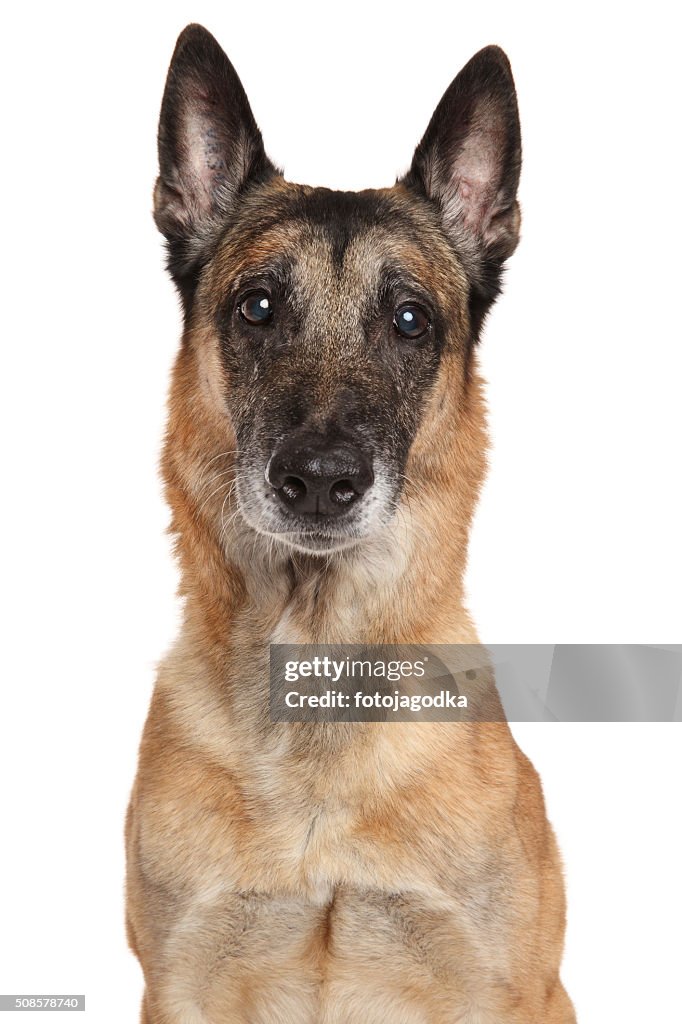 Belgischer Schäferhund Hund Malinois