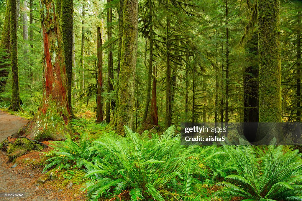 Rain Forest in Oregon