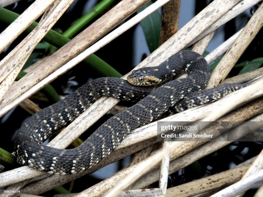 Banded Water Snake (Nerodia fasciata)