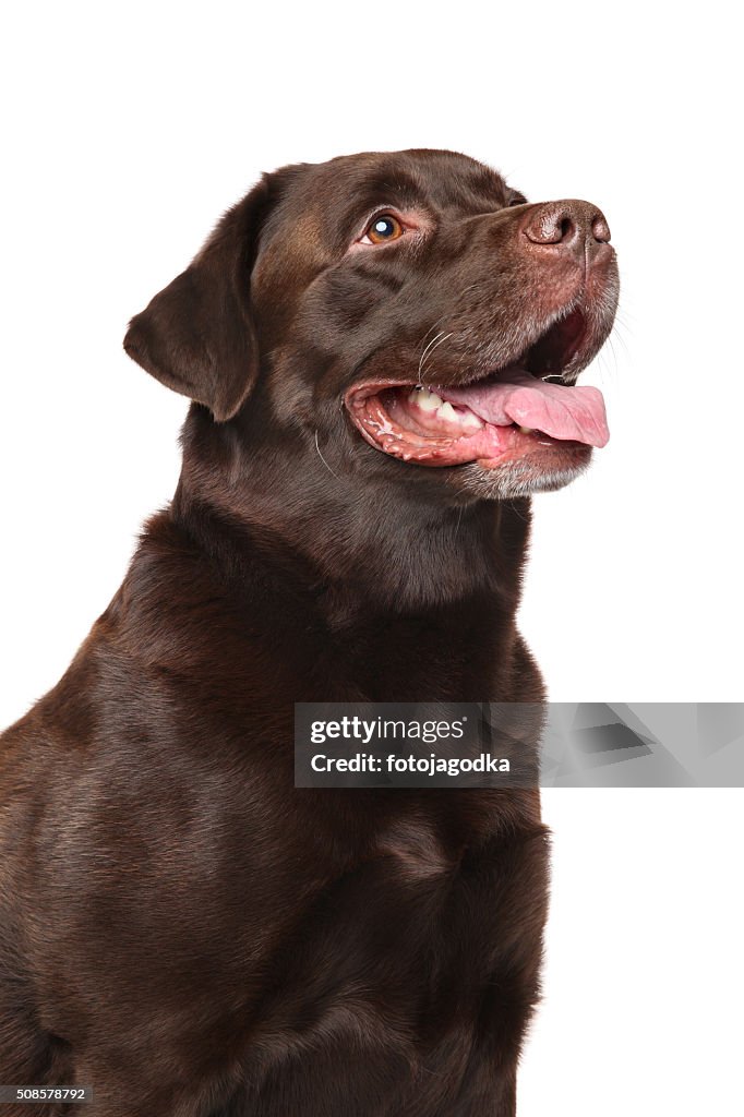 Brown Labrador retriever