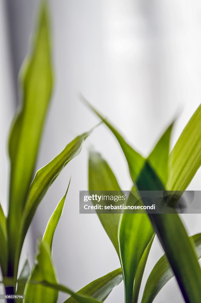 Bamboo leaves close up