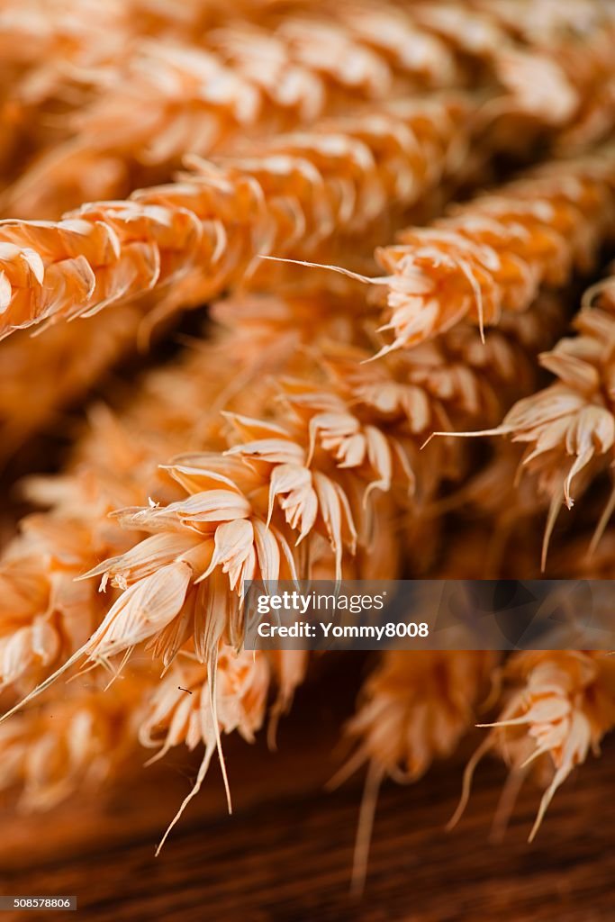 Detail of dried golden wheat with small cobwebs