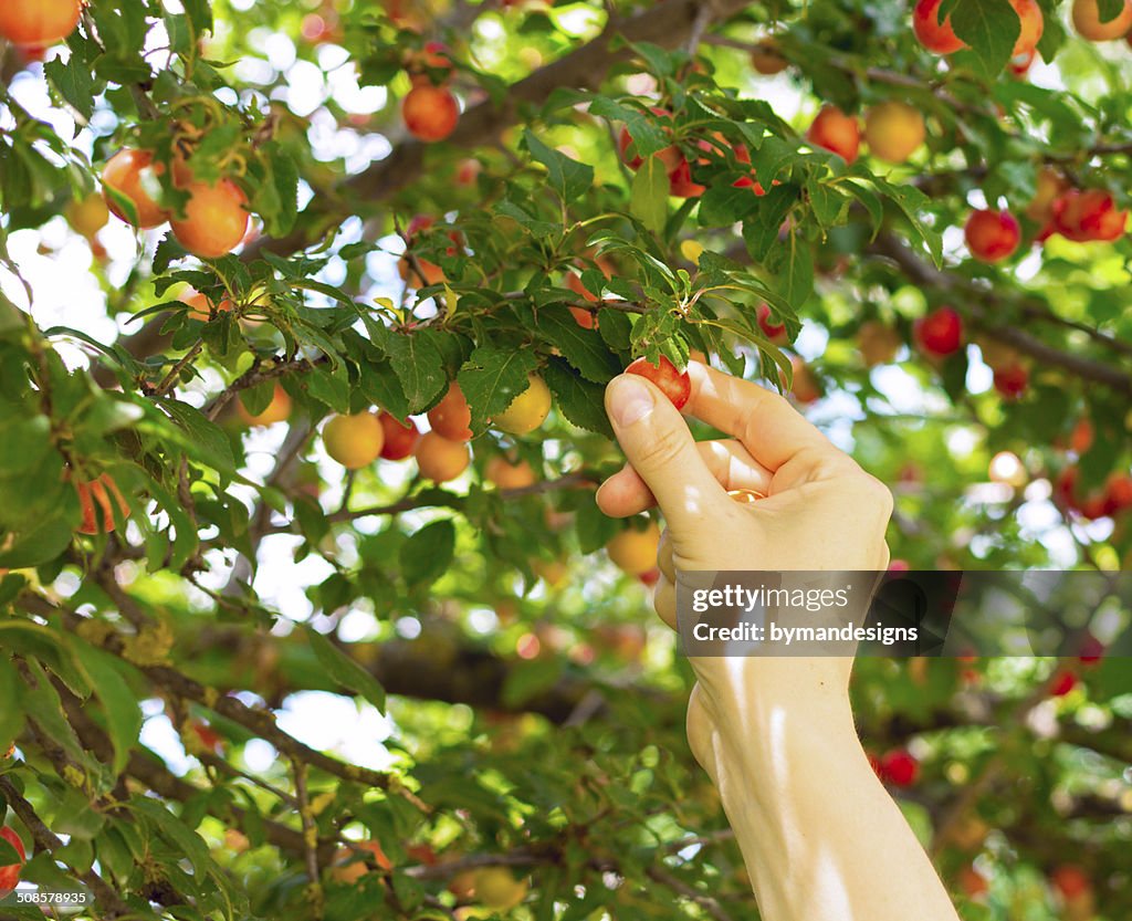 Person picking red mirabelle fruit
