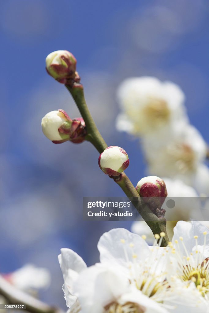 White plum