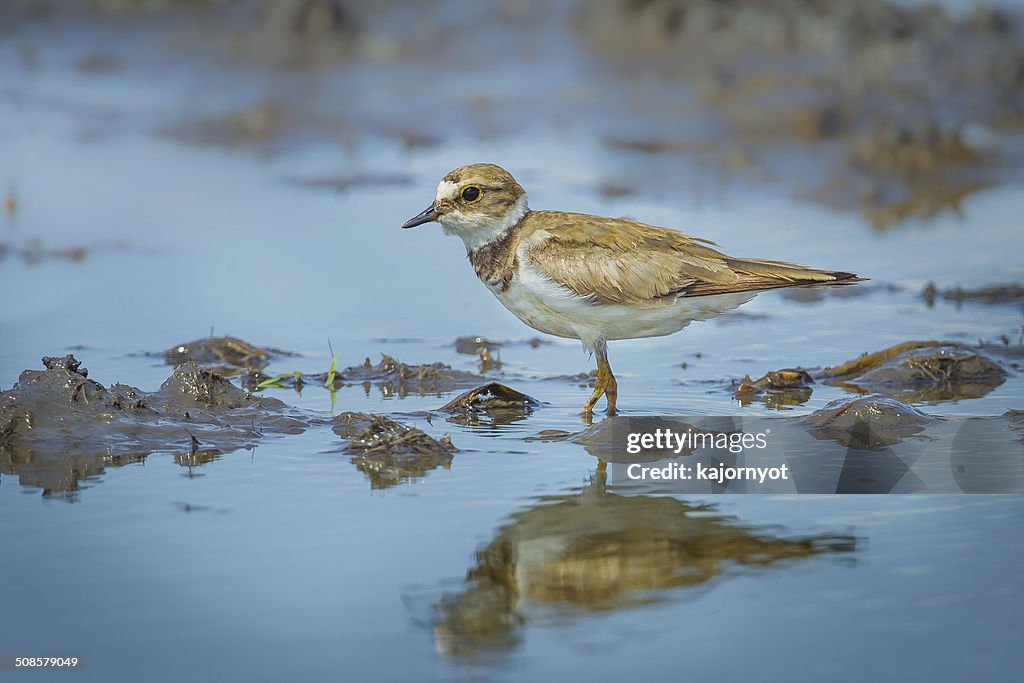 Little Ringed Plover