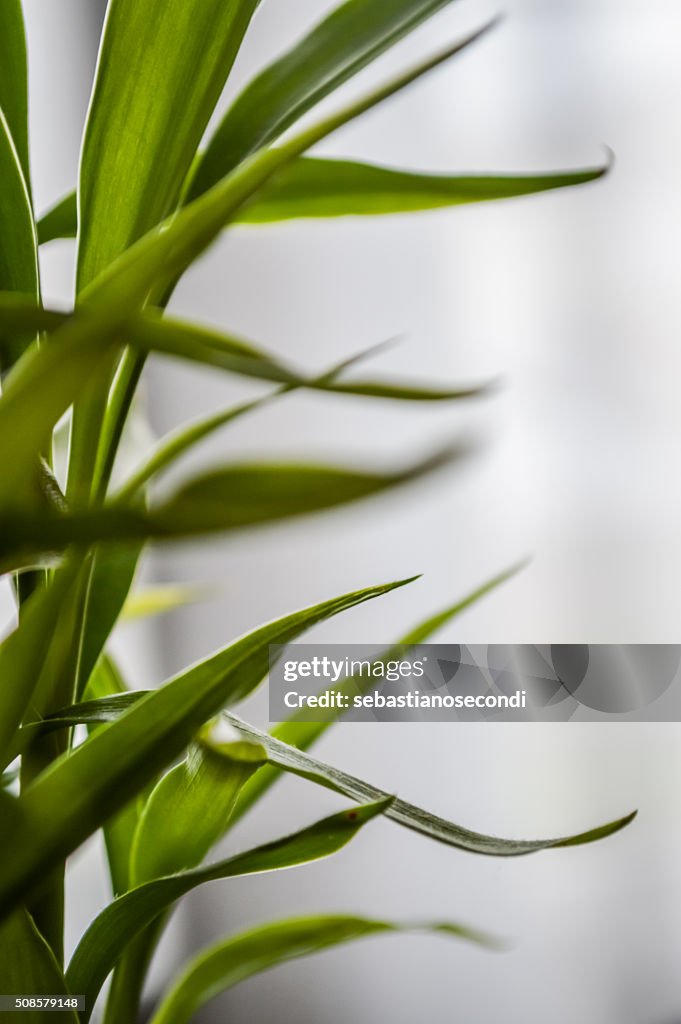 Bamboo leaves close up