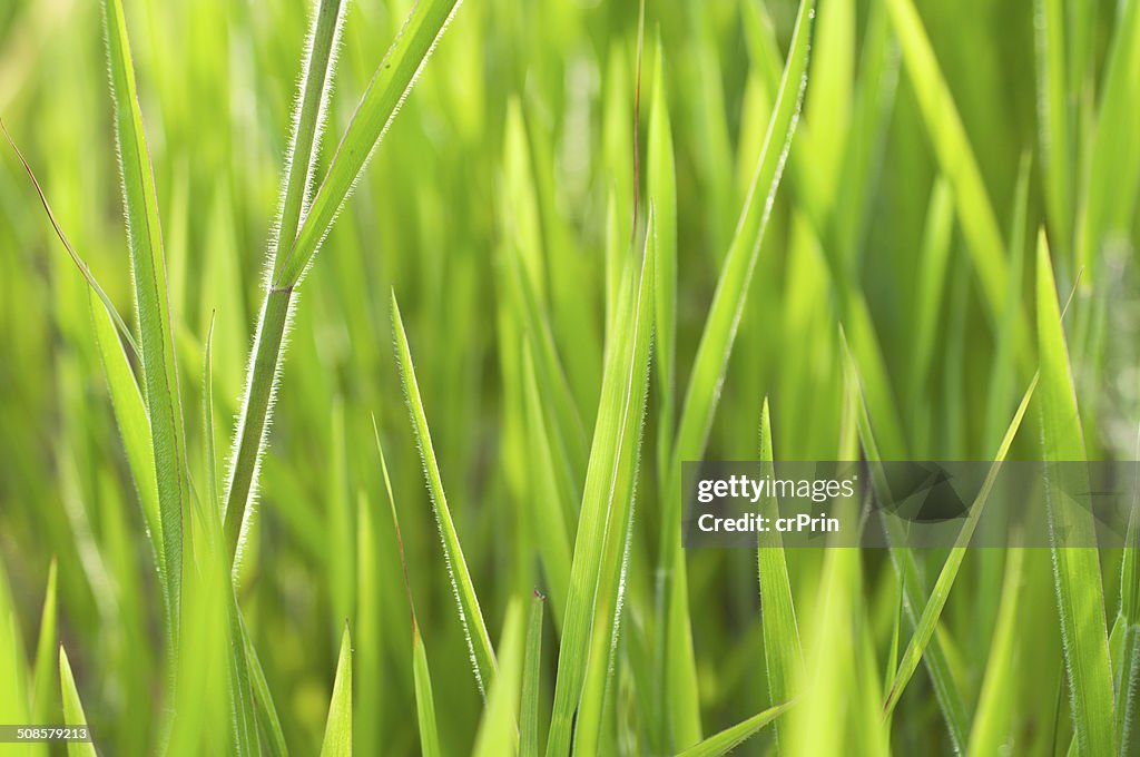 Close up grass